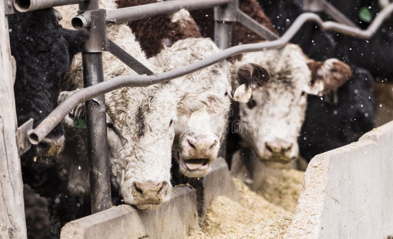 Feedlot Cattle Eating in the Snow, Muck. Feedlot Cattle Eating in the Snow, Muck