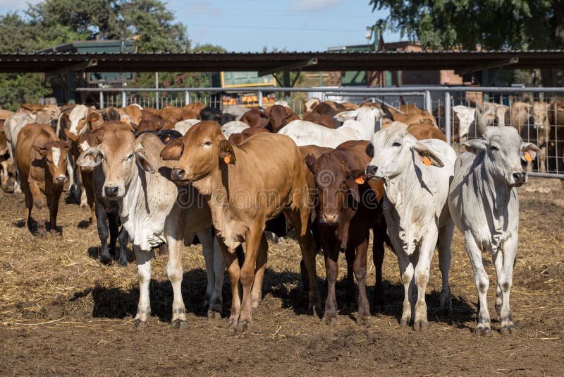 Feedlot cattle 20 stock photo. Image of color, calf 229861164