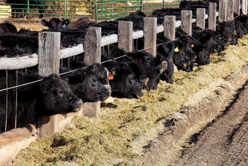 Black Angus cattle feeding at a feed lot/