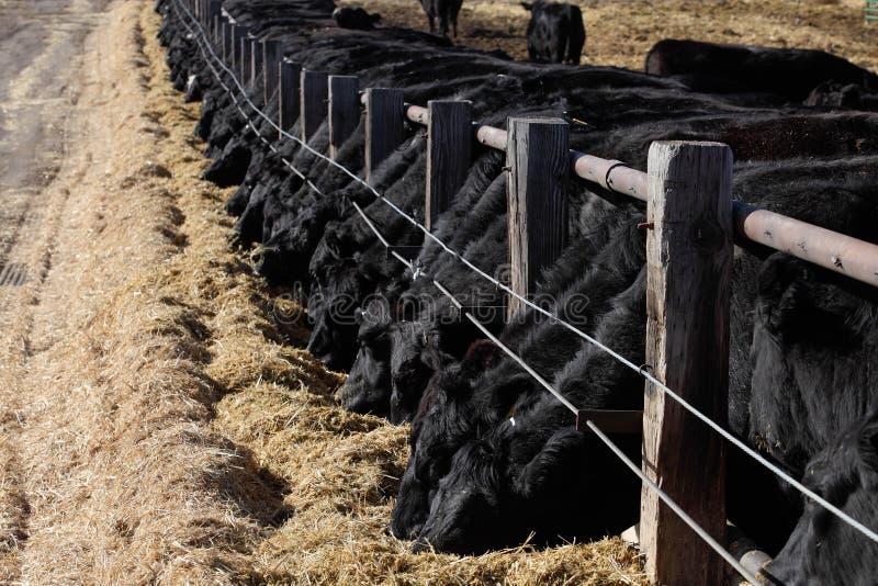 Cattle feeding in an Idaho feedlot.