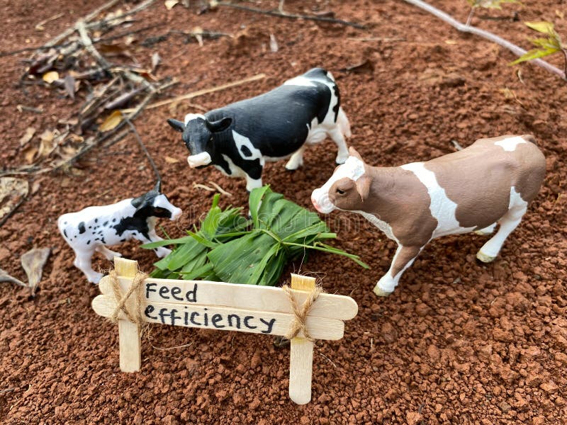 Feedlot Mastery Unleashing the Secrets of Efficient Cattle Management, Feed Efficiency Stock