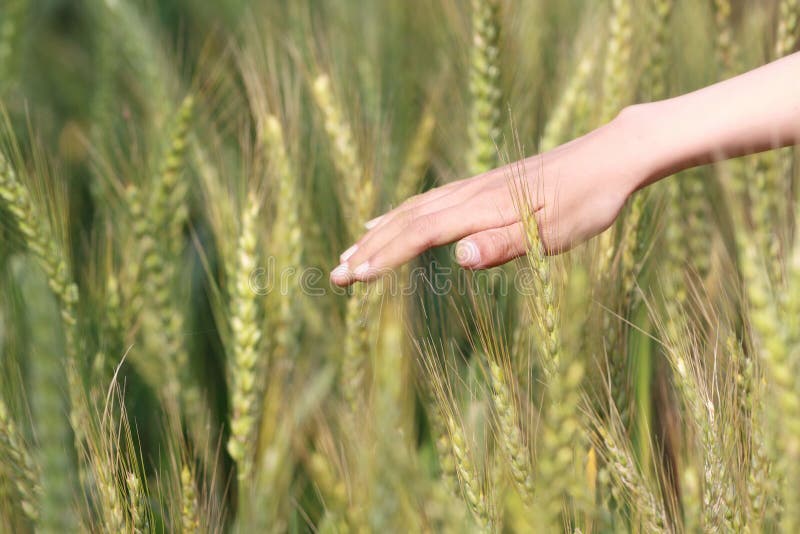 Feel wheat tassel stock photos Feel wheat tassel stock photos