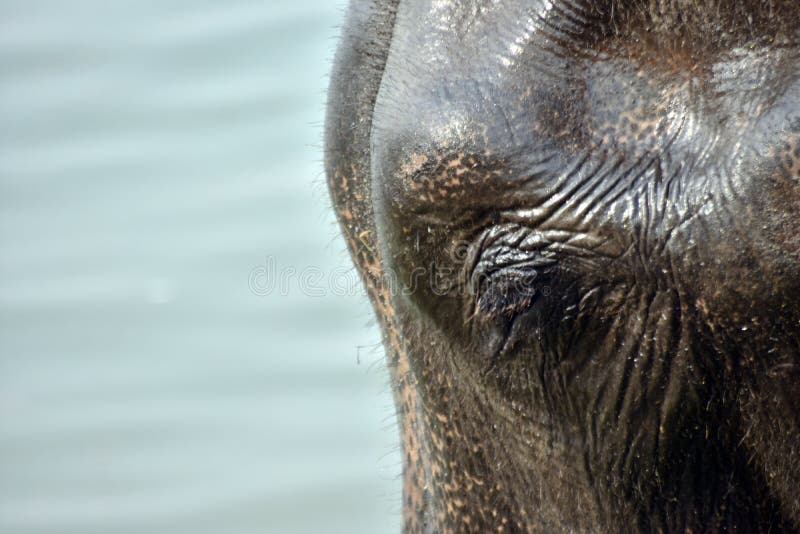 Feelings of animals stock photo. Image of feeling, wild 97113642