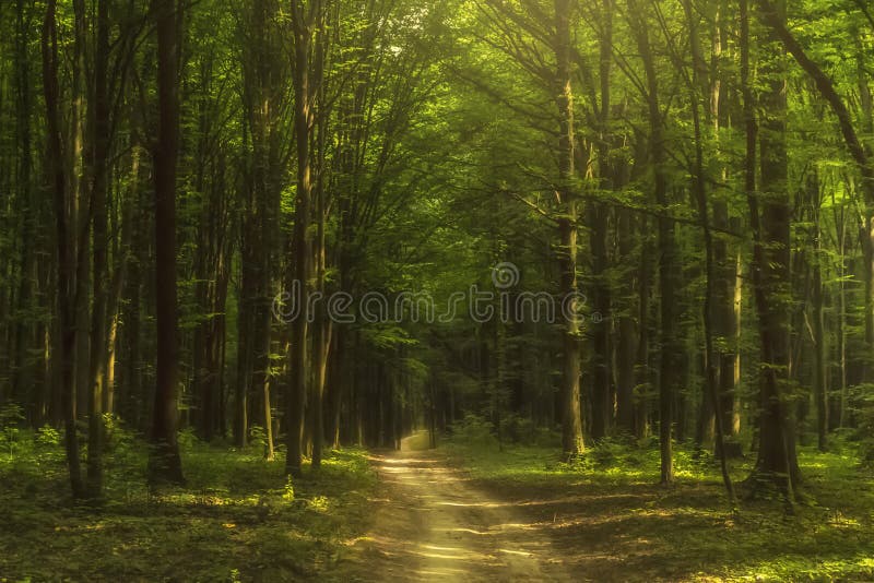 Feenhafter Wald bei Sonnenaufgang Grüner Baumesprit ein Nebel Geheimnis backgrou