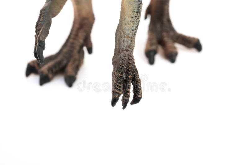 Feet and clasws of spinosaurus toy