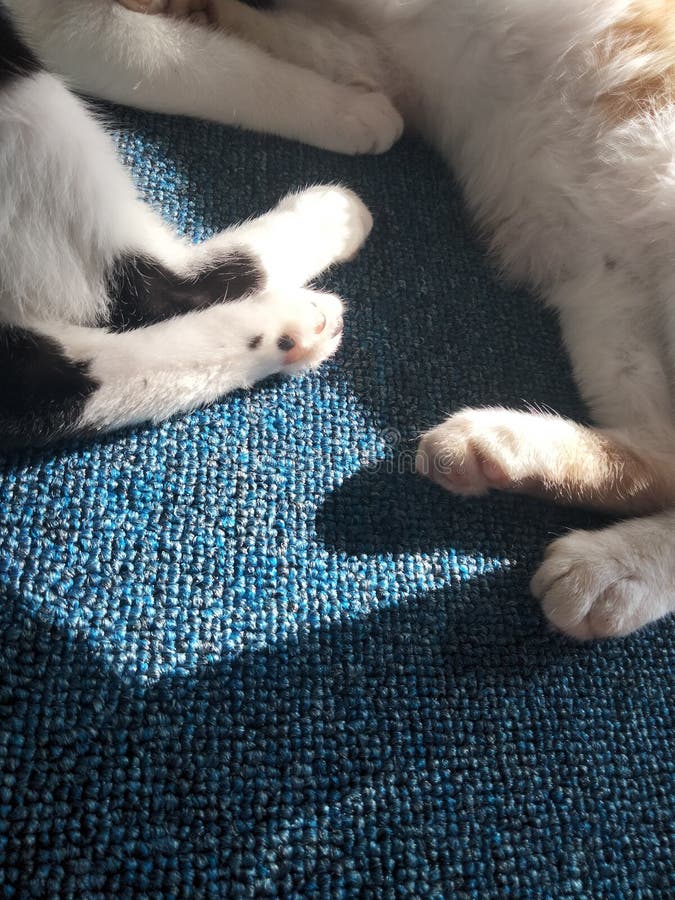 The feet of the two cats stock photo. Image of cats 220172694