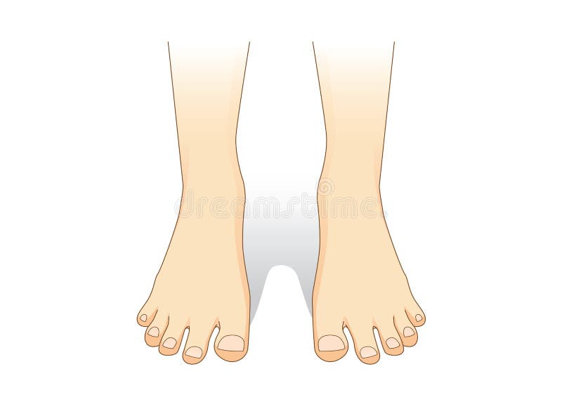 Feet vector in front view. stock vector. Illustration of cartoon - 81840987 Feet vector in front view. stock vector. Illustration of cartoon - 81840987