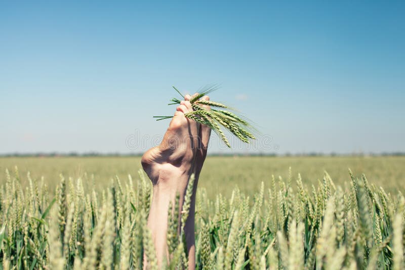 Feet in wheat stock image. Image of field, fingers, growth 55263971