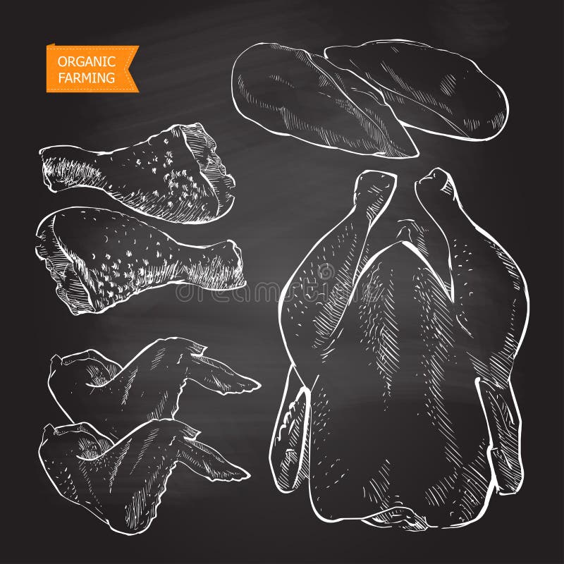 Fresh chicken meat. Top view. Isolated on a white vintage vector isolated sketch hand drown chalk drawing on the blackboard. Fresh chicken meat. Top view. Isolated on a white vintage vector isolated sketch hand drown chalk drawing on the blackboard