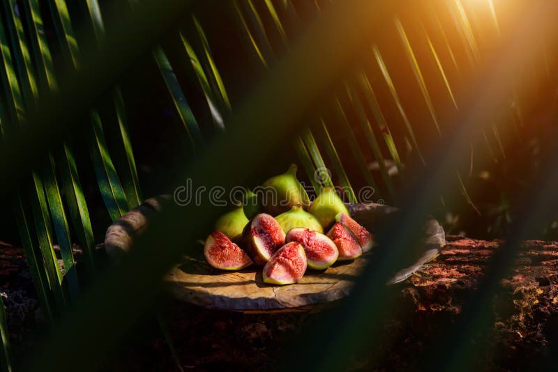 Feigen unter den Blättern Kreative Fotografie der tropischen Frucht in der schönen Verarbeitung stockbild Feigen unter den Blättern Kreative Fotografie der tropischen Frucht in der schönen Verarbeitung stockbild