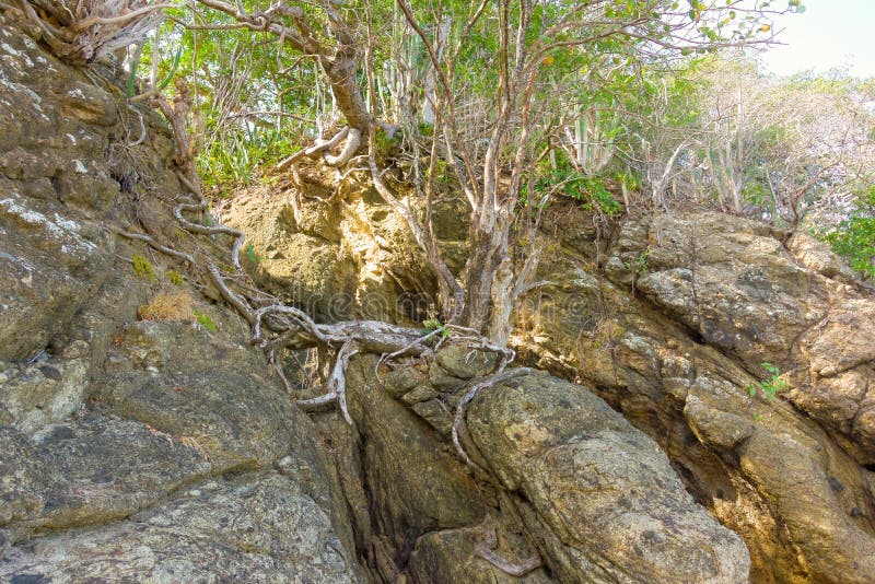 Feigenbaum wurzelt das Wachsen von einem Felsen lizenzfreies stockfoto Feigenbaum wurzelt das Wachsen von einem Felsen lizenzfreies stockfoto