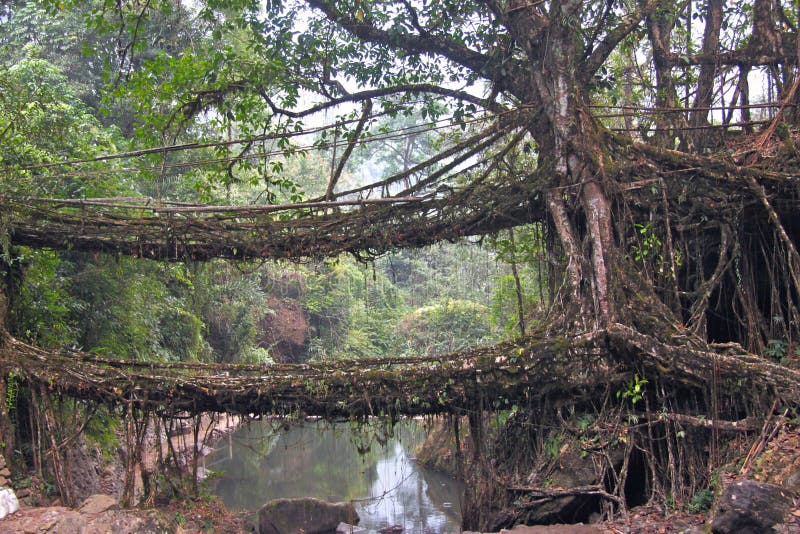 Feigenbaumbrücke mit zwei Bantambäumen in Indien lizenzfreie stockbilder Feigenbaumbrücke mit zwei Bantambäumen in Indien lizenzfreie stockbilder