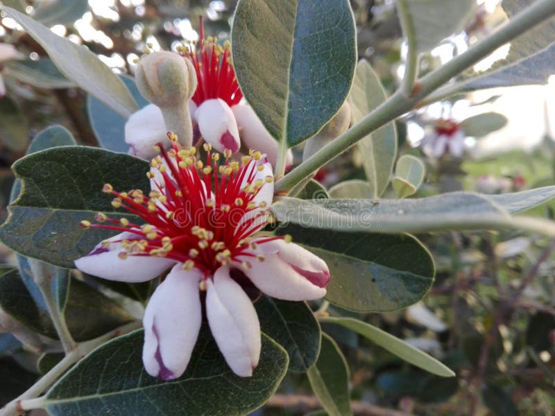 Feijoa flower stock image. Image of cultivated, closeup 14694347