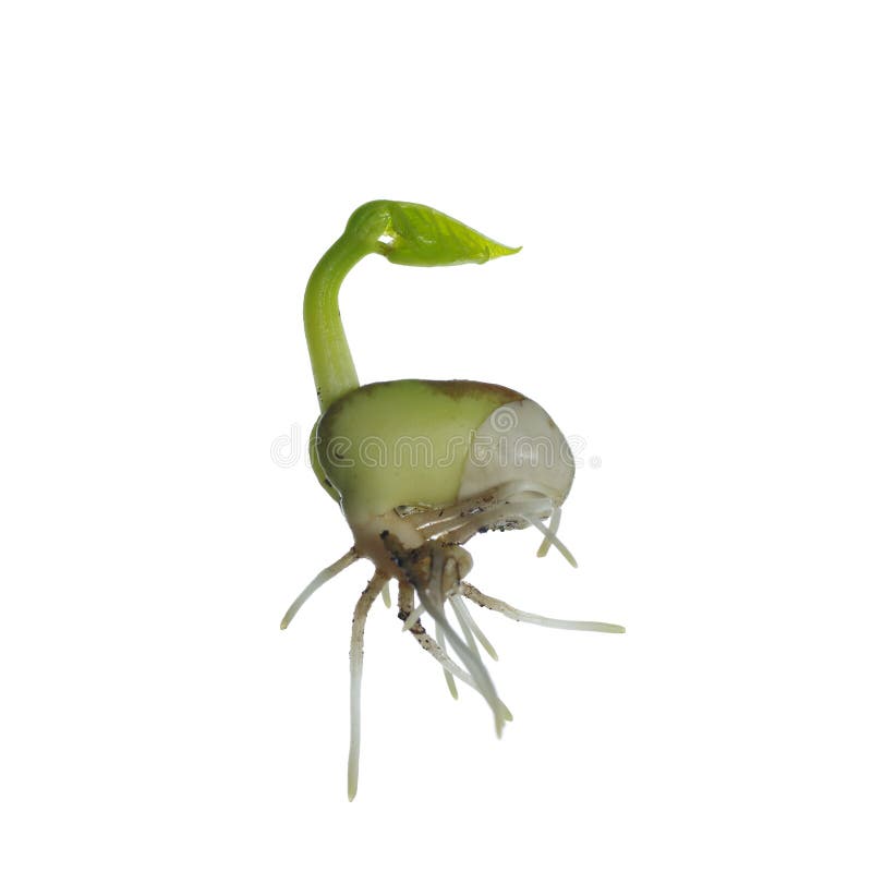 Feijão da germinação imagem de stock royalty free Feijão da germinação imagem de stock royalty free