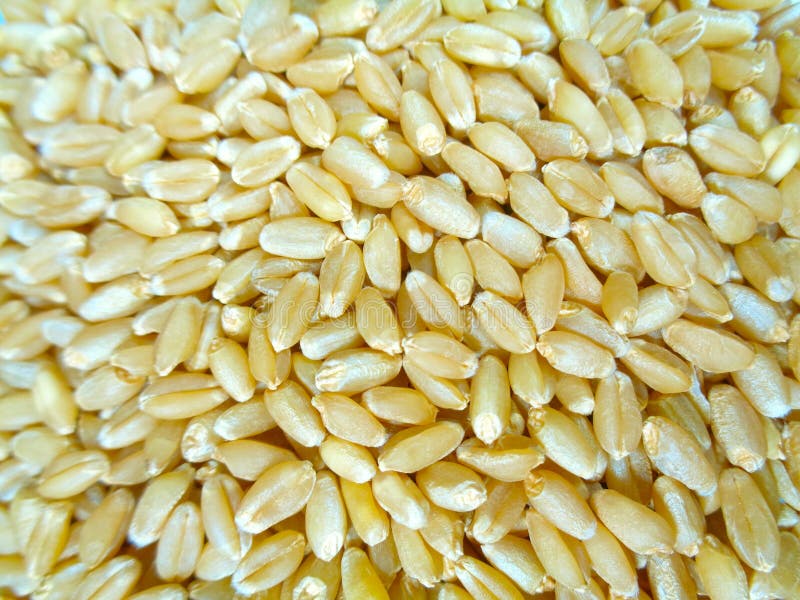 Pulses wheat legumes pea gram lentils beans healthy energy food farm agriculture. Pulses wheat legumes pea gram lentils beans healthy energy food farm agriculture