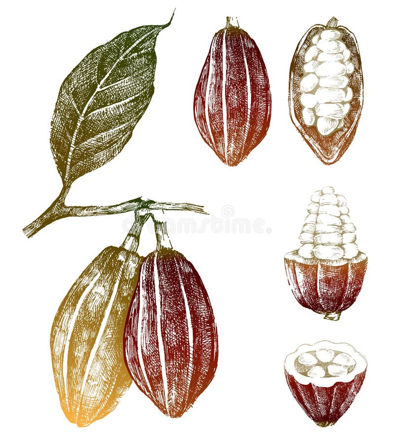 Hand drawn cocoa beans set in color. Hand drawn cocoa beans set in color