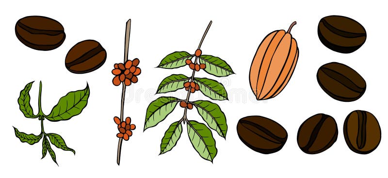 Coffee and cocoa beans plant branch with leaf, berry, coffee bean. Coffee and cocoa beans plant branch with leaf, berry, coffee bean.