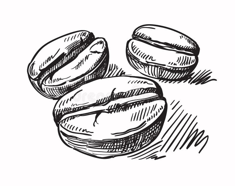 Grãos de café vetoriais ilustração stock