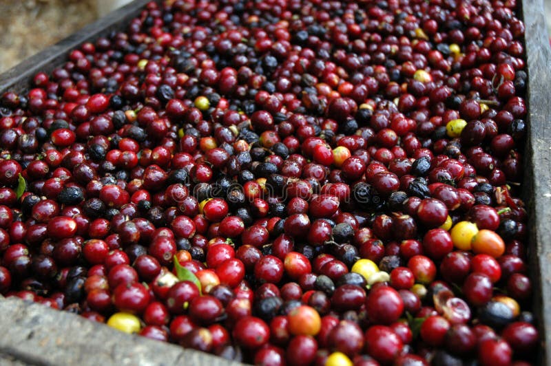 Feijões de café guatemala imagens de stock Feijões de café guatemala imagens de stock