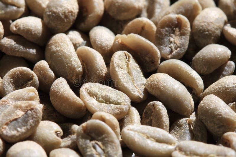 Grãos de café verde foto de stock royalty free