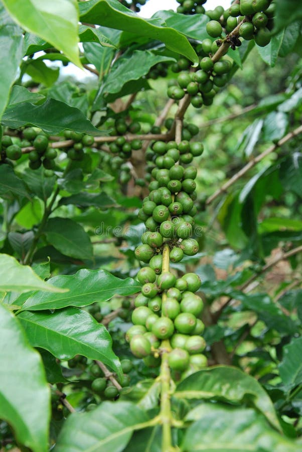 Grãos de café verde imagens de stock