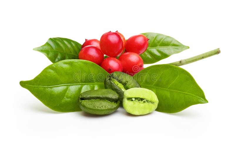 Grãos de café verde com folha fotografia de stock royalty free