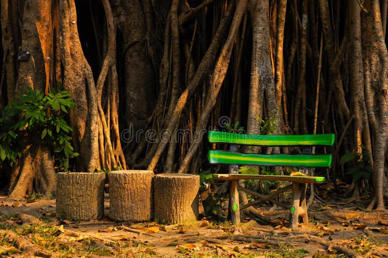 Fake wood bench with Assum Rubber Plant in background. Fake wood bench with Assum Rubber Plant in background