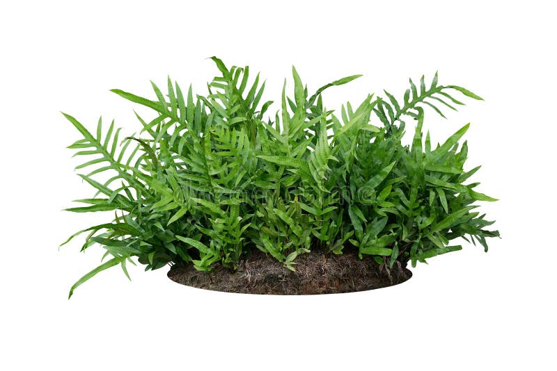 Green leaves Hawaiian Laua`e fern or Wart fern tropical foliage plant bush on ground with dead plants humus isolated on white background, clipping path included. Green leaves Hawaiian Laua`e fern or Wart fern tropical foliage plant bush on ground with dead plants humus isolated on white background, clipping path included.