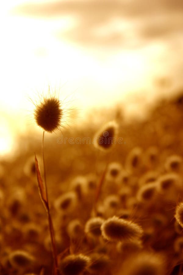 Feld Feld