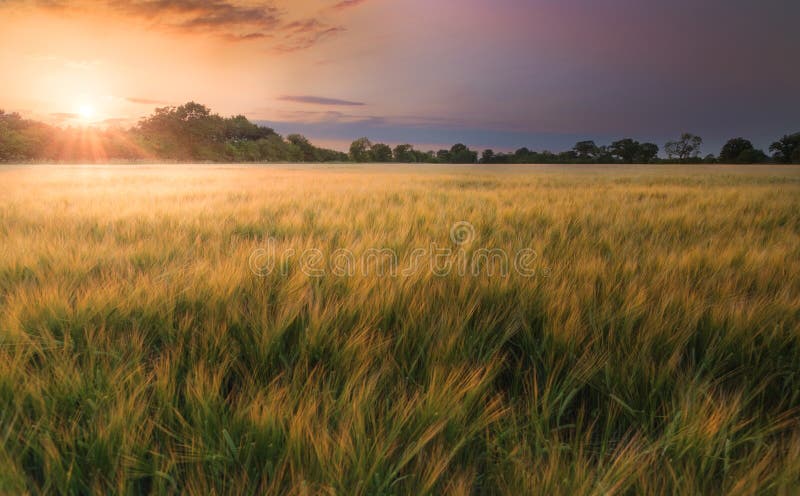 Feld der Gerste bei Sonnenuntergang stockbild Feld der Gerste bei Sonnenuntergang stockbild