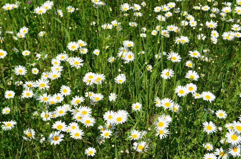 Feld der wilden Gänseblümchen stockbilder Feld der wilden Gänseblümchen stockbilder