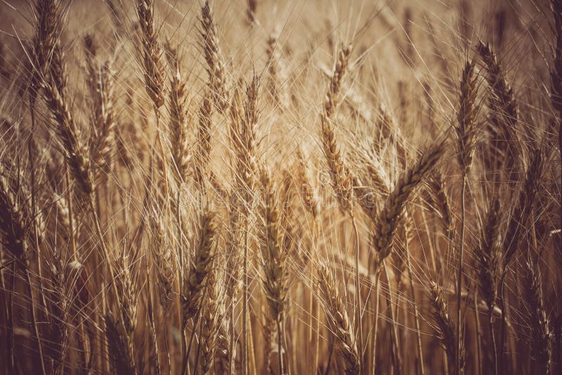 Closeup field of ripe wheat. Macro photo of grain. Closeup field of ripe wheat. Macro photo of grain