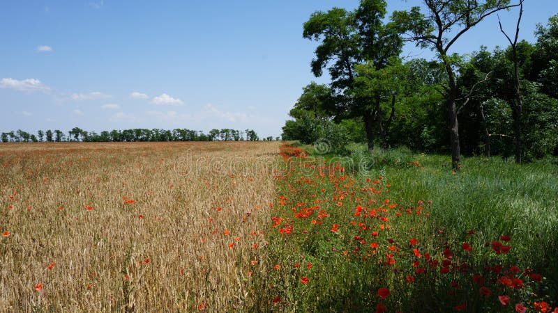 Feld des Weizens und des Mohnfelds stockbilder Feld des Weizens und des Mohnfelds stockbilder
