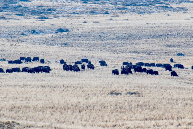 Feld des wilden Büffels weiden lassend auf den Rocky Mountain-Ebenen stockbild Feld des wilden Büffels weiden lassend auf den Rocky Mountain-Ebenen stockbild