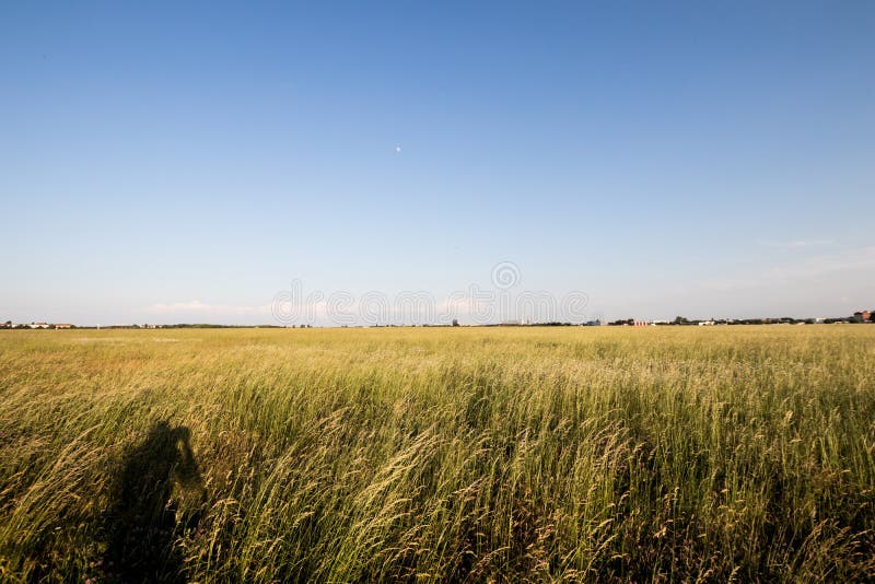 Feld di erba alta si è mosso dal vento al tramonto Ombra di un phot fotografia stock Feld di erba alta si è mosso dal vento al tramonto Ombra di un phot fotografia stock