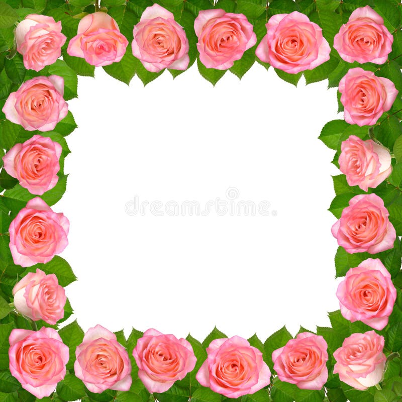 Feld mit rosafarbenen Rosen Getrennt auf weißem Hintergrund stock abbildung Feld mit rosafarbenen Rosen Getrennt auf weißem Hintergrund stock abbildung