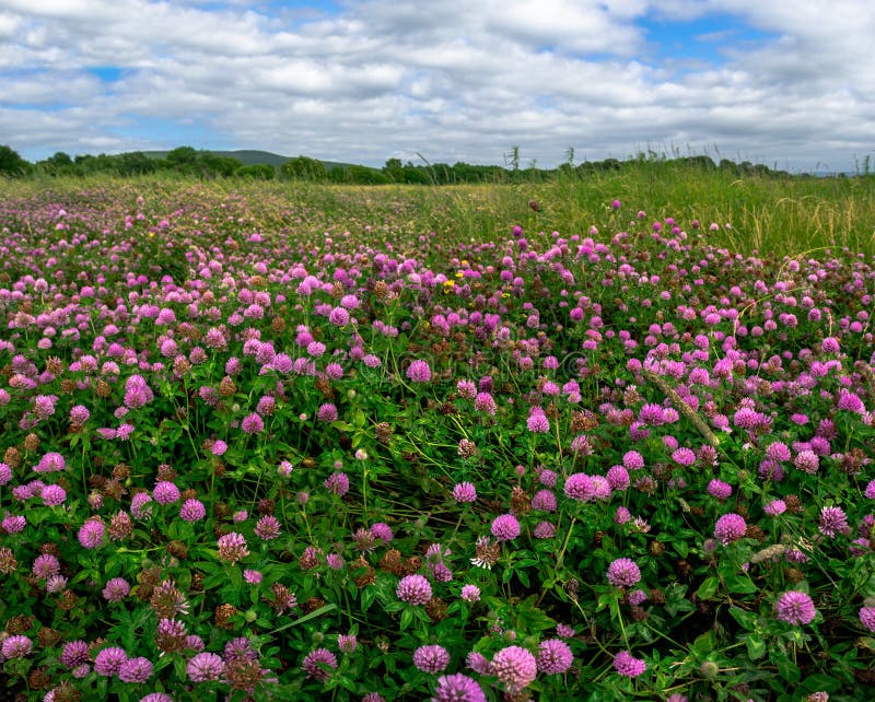 Feld mit vielen Blumen des pinkfarbenen Klee