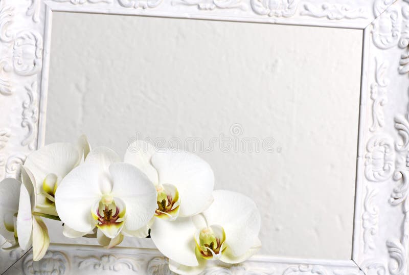 Feld mit weißen Orchideen stockfoto Feld mit weißen Orchideen stockfoto