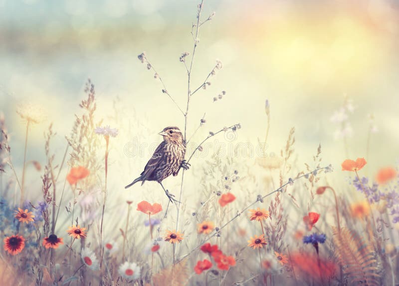 Feld mit wilden Blumen und einem Vogel