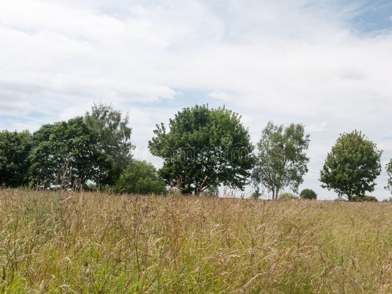 Hahn Mit Bratenfettwasser Klopfen Sie Nahaufnahme Mit ...