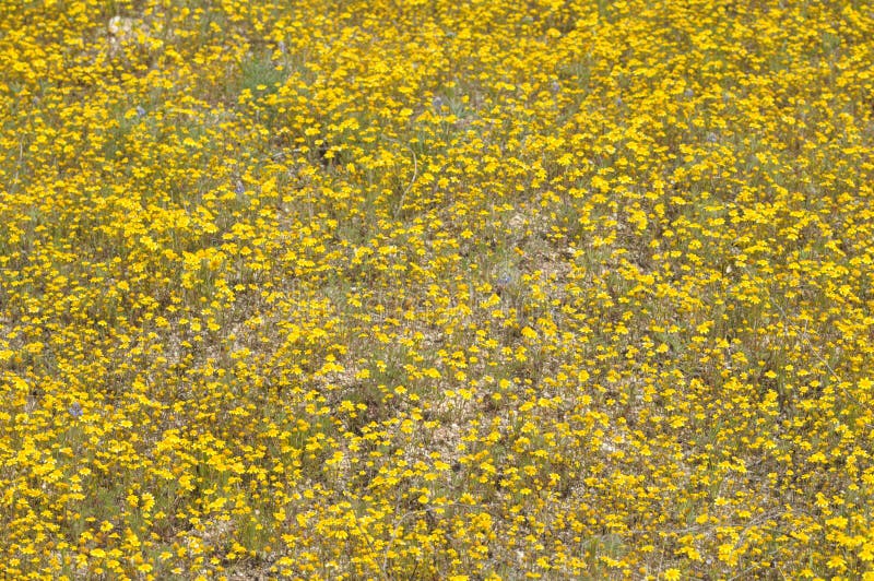 Feld von gelben Wildflowers in voller Blüte auf Wüsten-Boden lizenzfreies stockfoto Feld von gelben Wildflowers in voller Blüte auf Wüsten-Boden lizenzfreies stockfoto