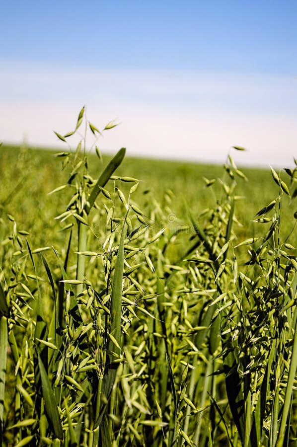 Feld von grünen Hafern, stockfoto Feld von grünen Hafern, stockfoto