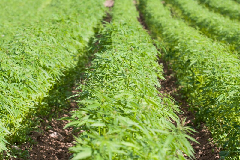 Feld von Hanf Hanf Sativa lizenzfreie stockfotografie Feld von Hanf Hanf Sativa lizenzfreie stockfotografie