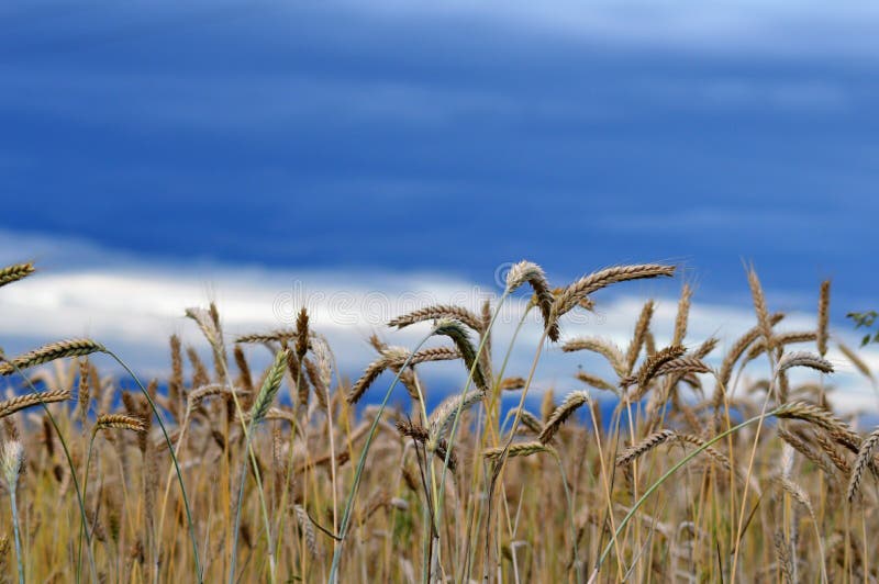 Feld von Körnern in einem verärgerten Himmel lizenzfreies stockfoto Feld von Körnern in einem verärgerten Himmel lizenzfreies stockfoto