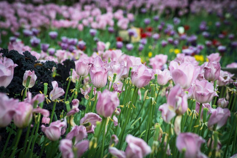 Feld von ultravioletten Tulpen stockbild Feld von ultravioletten Tulpen stockbild