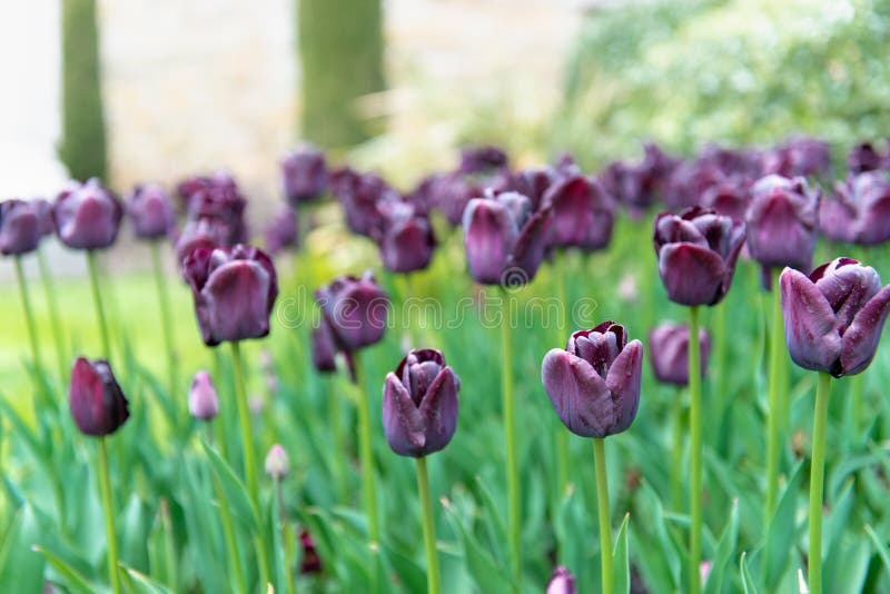 Feld von violetten Tulpen mit Morgentautröpfchen stockfotografie Feld von violetten Tulpen mit Morgentautröpfchen stockfotografie