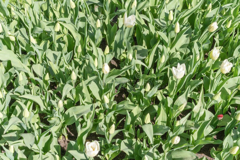 Feld von weißen Tulpen an einem hellen sonnigen Tag Sch?ne wei?e Tulpenblumenbeetnahaufnahme Playnig mit Leuchte Sommergartenland lizenzfreie stockbilder Feld von weißen Tulpen an einem hellen sonnigen Tag Sch?ne wei?e Tulpenblumenbeetnahaufnahme Playnig mit Leuchte Sommergartenland lizenzfreie stockbilder