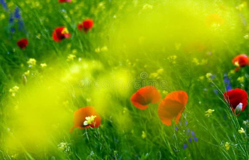 Felder der Blume Felder der Blume