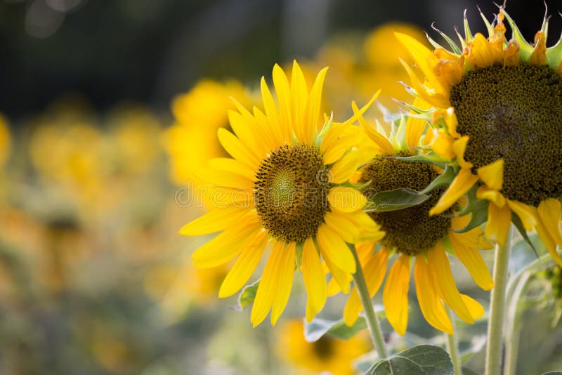 Felder von Sonnenblumen sind jetzt ein Common stockfotos Felder von Sonnenblumen sind jetzt ein Common stockfotos