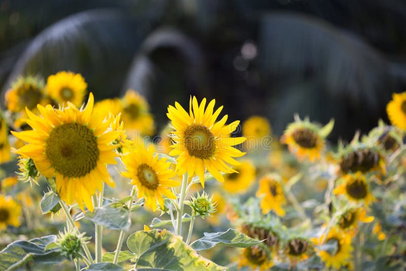 Felder von Sonnenblumen sind jetzt ein Common stockfotografie Felder von Sonnenblumen sind jetzt ein Common stockfotografie